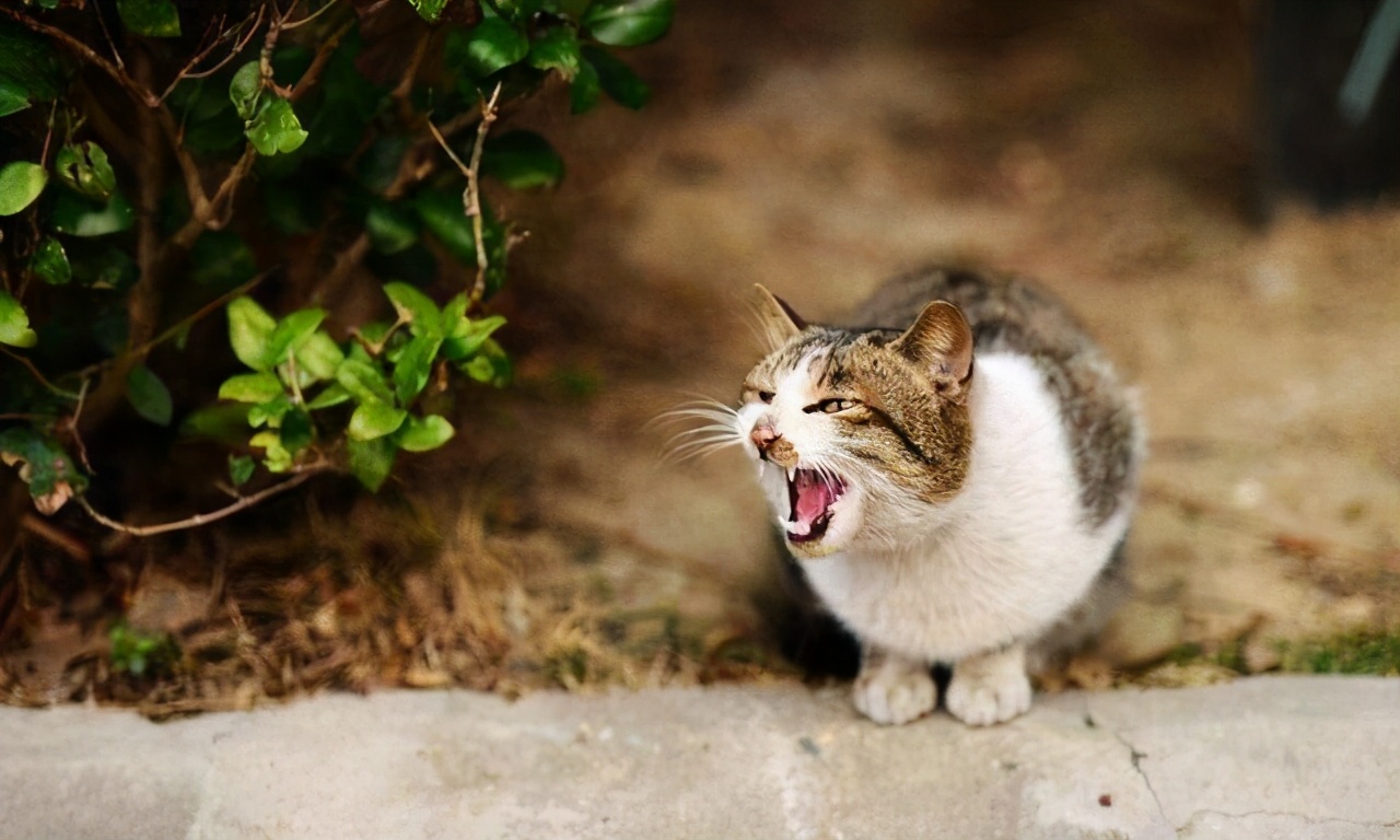 母猫为啥受孕后会攻击公猫,母猫为什么会转头攻击雄性