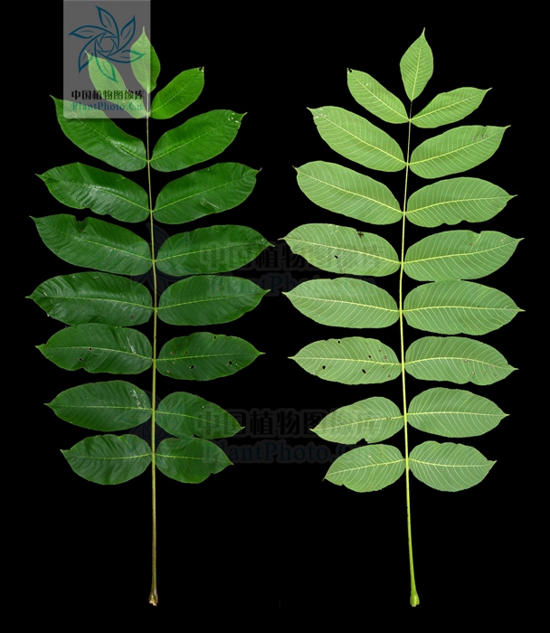 北方常见的楸花类树种,北方常用绿化植物