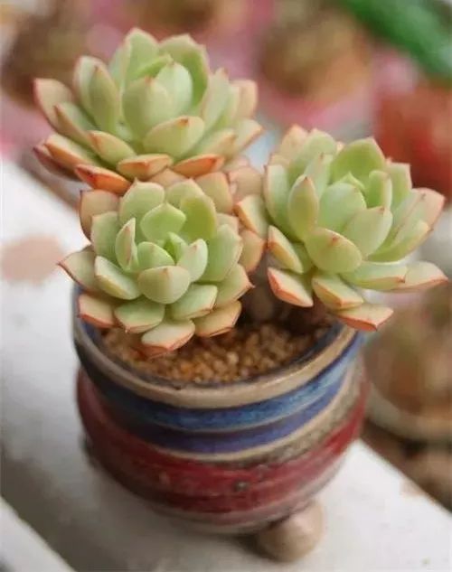 暑假回家多肉怎么办,过年回家浙江多肉如何过冬