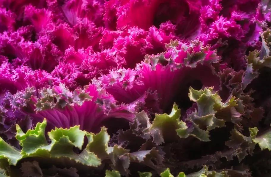 蔬菜沙拉可以用哪些酱料,蔬菜沙拉用的什么沙拉