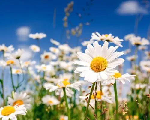 河南大学博士研究生招生简章,河南大学在职研究生招生信息网