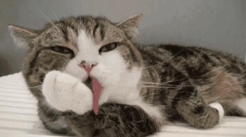 幼猫频繁舔毛是什么原因,家猫经常咬主人该不该弃养