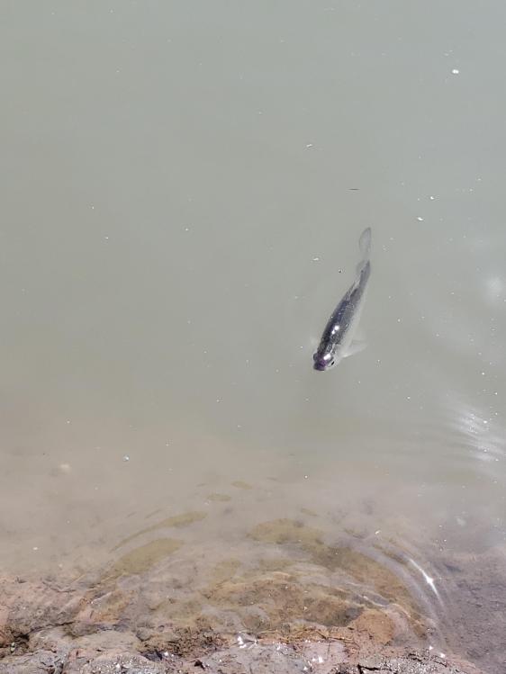 金迦潘钓杆,金迦潘求败渔具好用吗