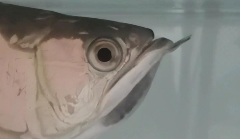 重磅|国内缸内金龙鱼繁殖重大突破,附65天跟踪记录