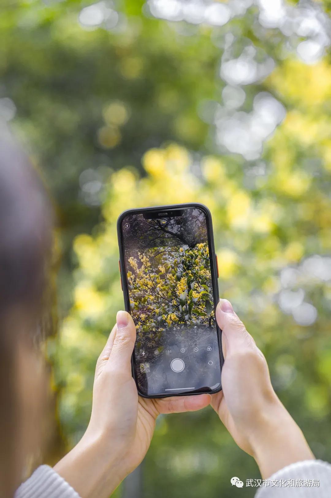 武汉的桂花，香了「美文|科普|导游」