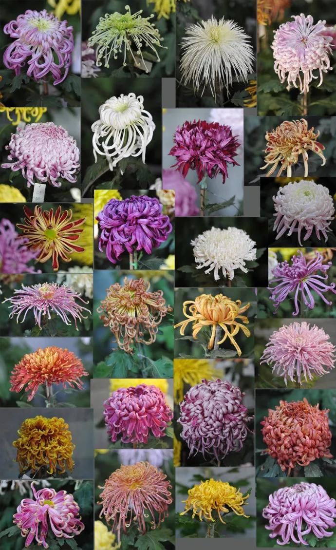 菊和什么并称为花中四君子,花中四君子菊花的品质与精神