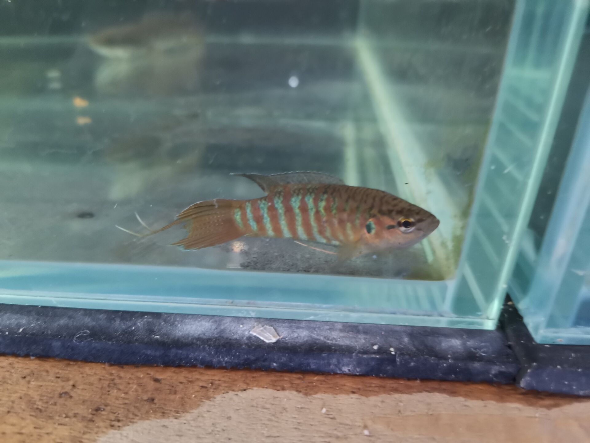 中国斗鱼繁殖带苗技巧,刚出生的时候斗鱼繁殖新手教程