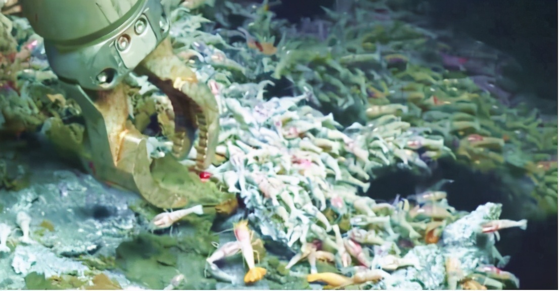 海底400度火山口的虾上岸,生活在海底温度最高的虾