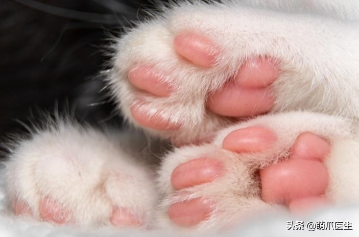 猫：来啊，踩我屁股啊，使点劲儿