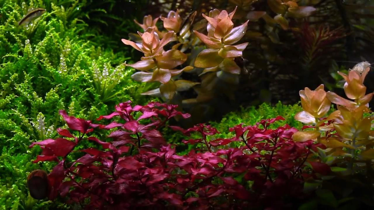 新开水草缸水浑发臭怎么办,新开草缸水草老是飘起来