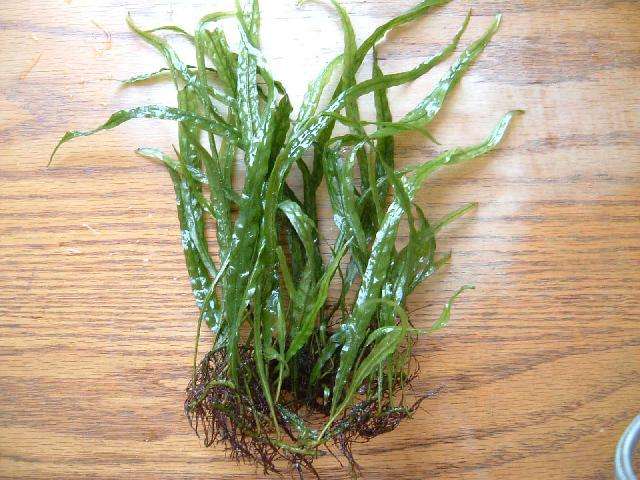 细叶铁叶子发黑,细叶铁皇冠发黑