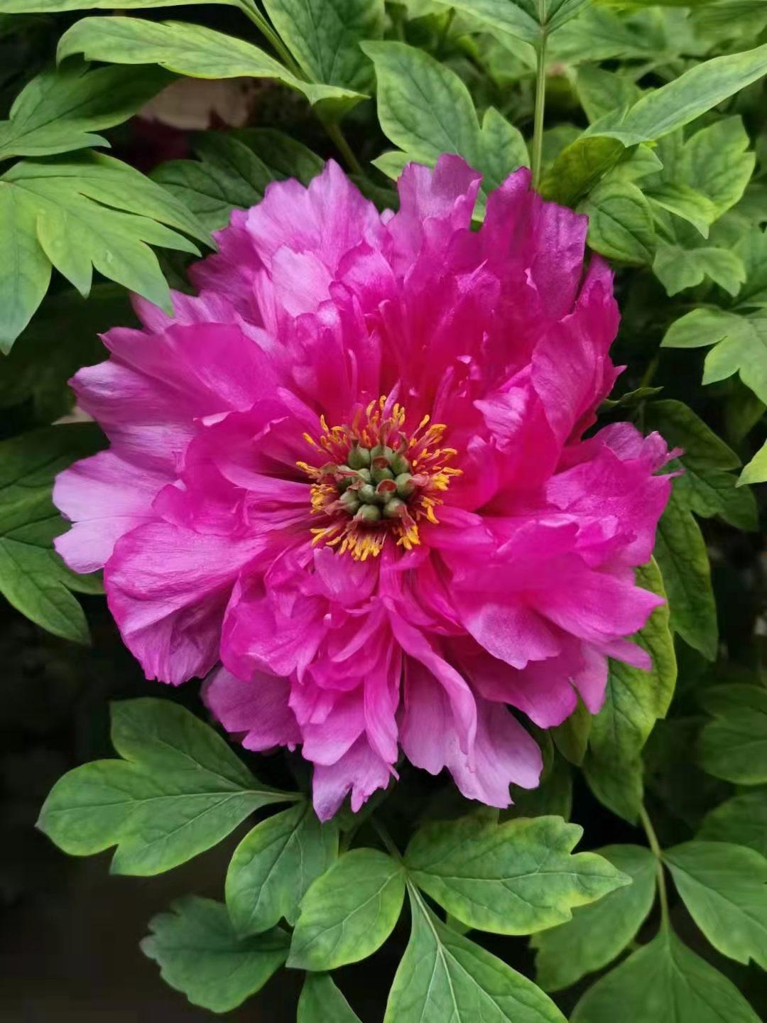 伏牛笔耕苑第207期（闹元宵续集）