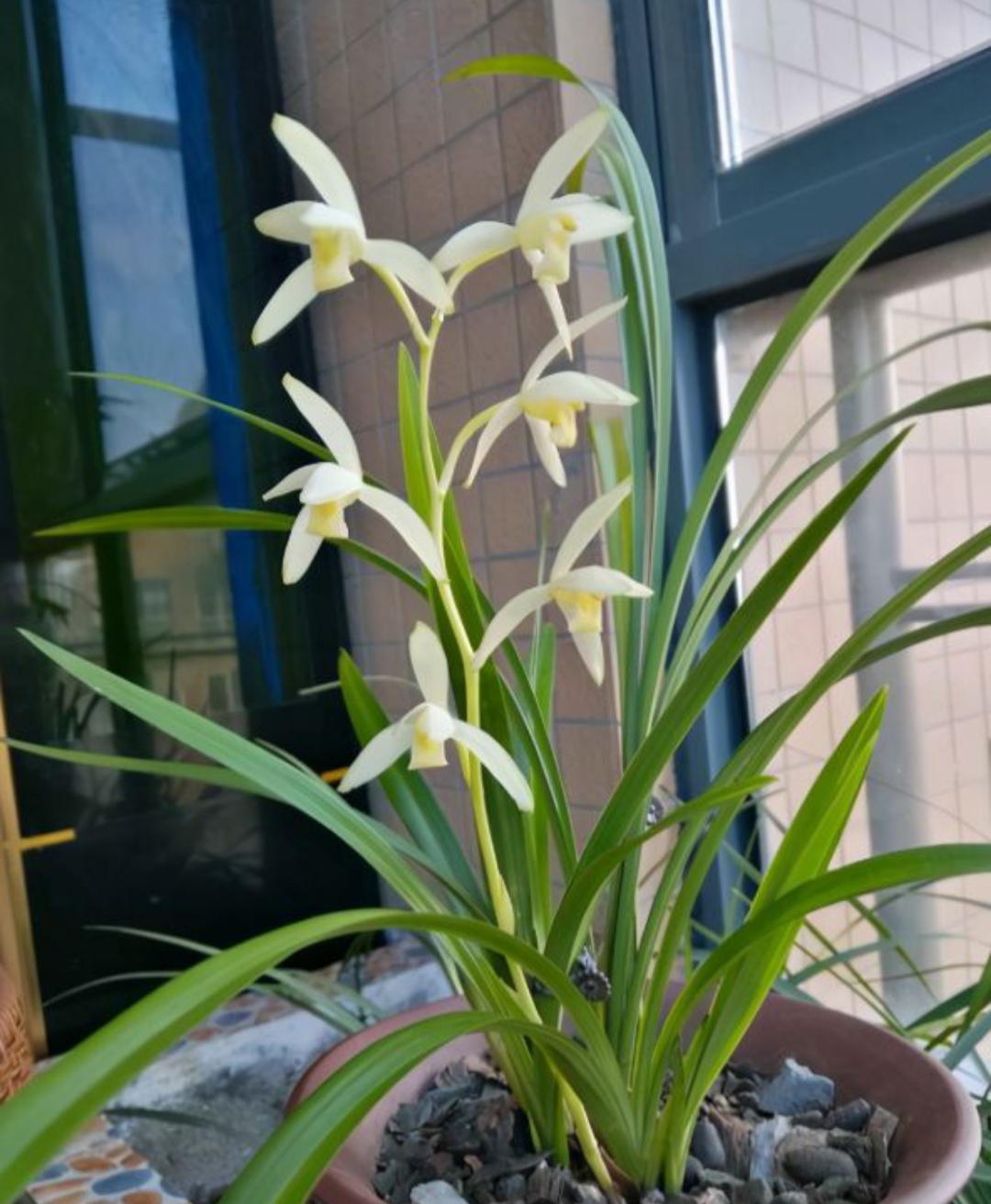 5种花“旺家宅”，家里养一盆，长寿又吉利，后代也受益