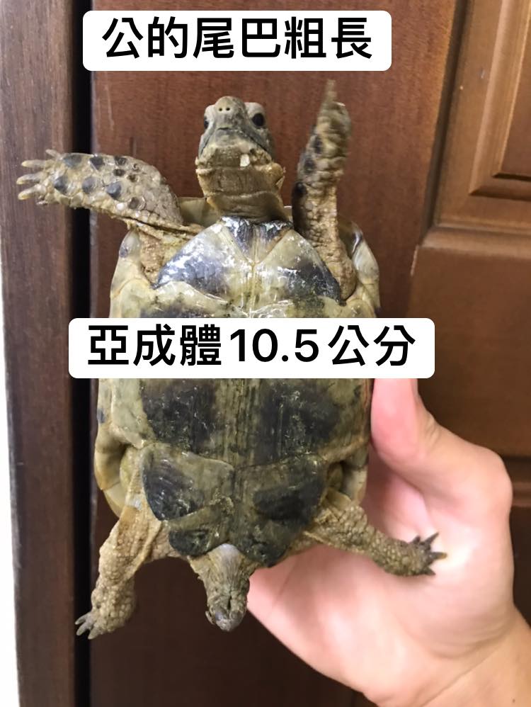 欧洲陆龟排酸吗,欧洲陆龟的图片