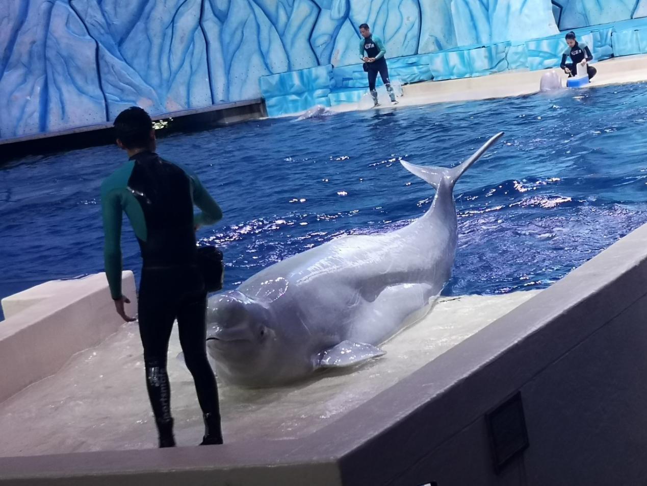 春节一天游珠海长隆游玩攻略,五一珠海长隆旅游攻略