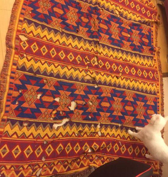 猫咪不习惯吃的表现,猫咪不为人知的用途