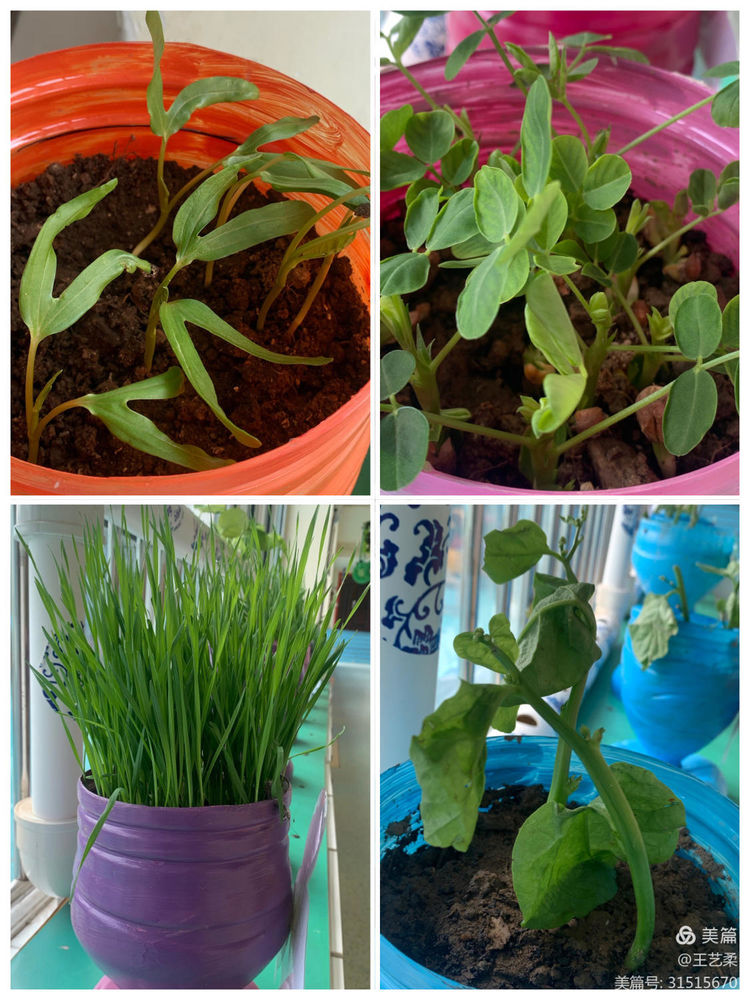 小角落大自然介绍,幼儿园大自然的奥秘主题墙创设