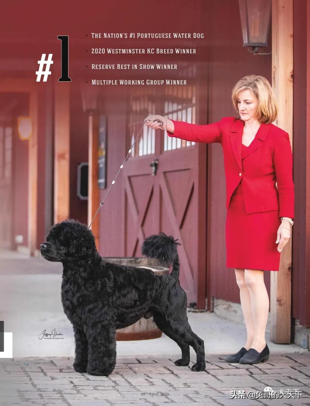 akc柴犬,2022年美国akc犬展冠军