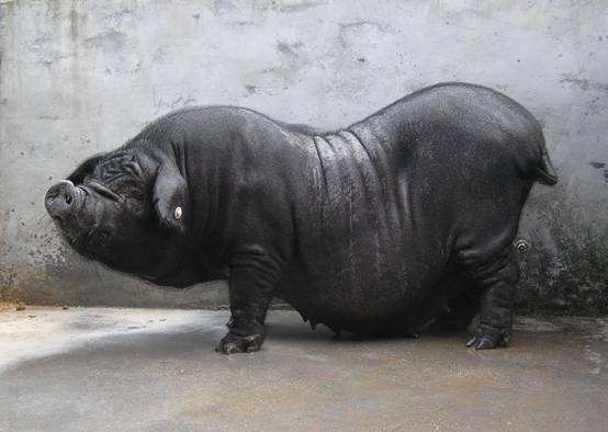 云南大肚子黑猪,东北老品种大肚子黑猪