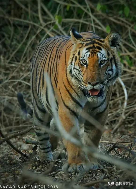 虎王拉贾孩子,虎王拉贾儿子怎么死的