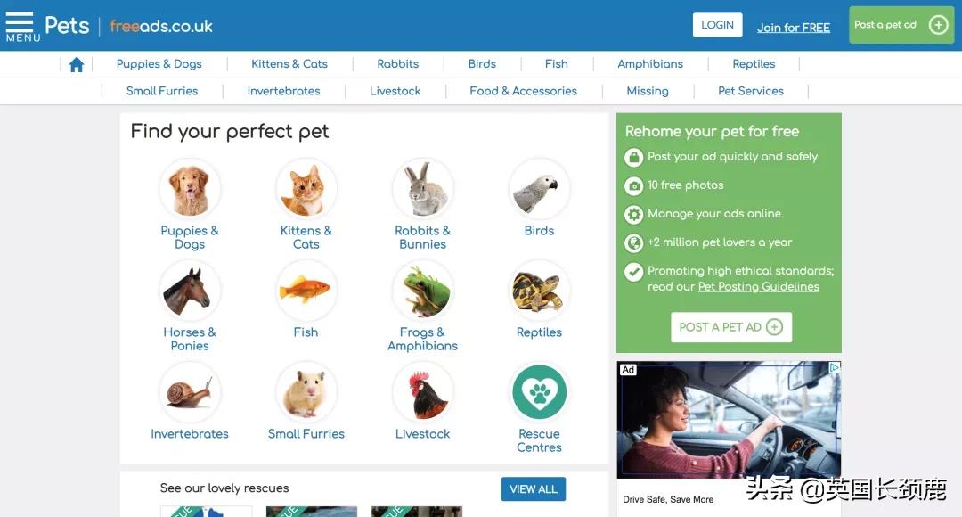 在英国哪里可以买宠物,英国如何饲养宠物猫咪