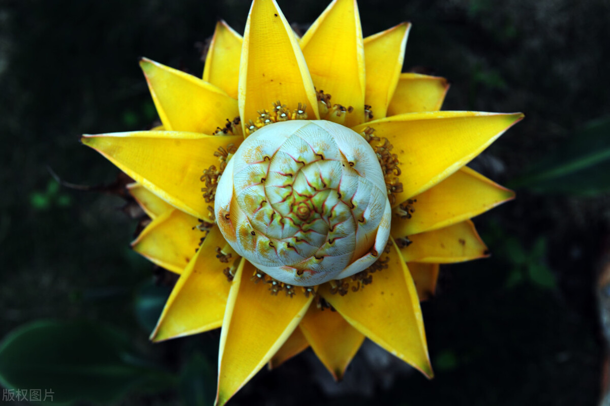 适合家庭养的带香味的无毒花,10种健康花