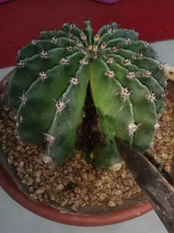 6种花不宜浇水,几种花不能给叶子喷水