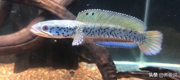 菜市场卖观赏鱼成功,从渔场买观赏鱼再卖划算