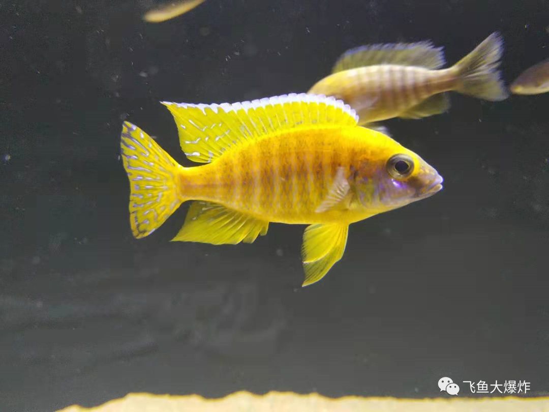 「慈鲷档案」三湖慈鲷·马鲷·金松鼠~听说非洲老家亲戚数量告急