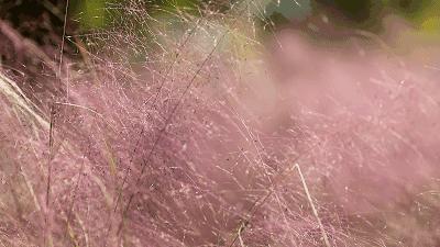 广州花海最新视频,广州花海大片蔚为壮观