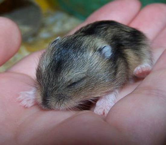 仓鼠骨折自救,仓鼠轻微骨折需要喂给他什么