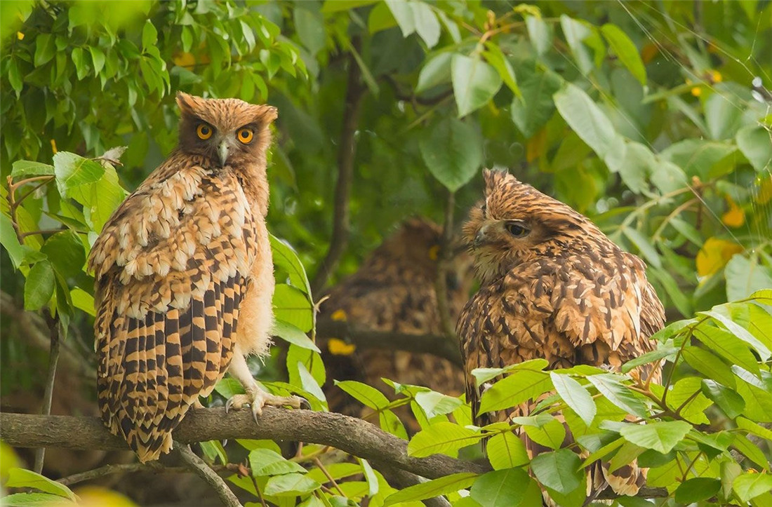 汉中现兔耳朵猛禽，长腿长爪，捕猎前先清理爪子，捕豪猪不怕被刺