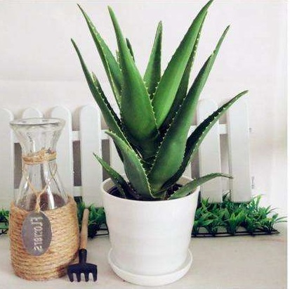 什么花放卫生间能去异味,卫生间养啥花除异味效果好