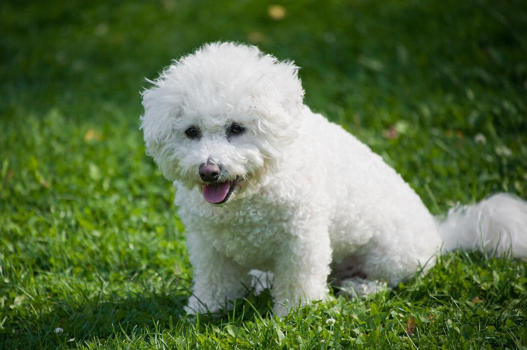 养比熊的方法和注意事项,4个月比熊喂养注意事项