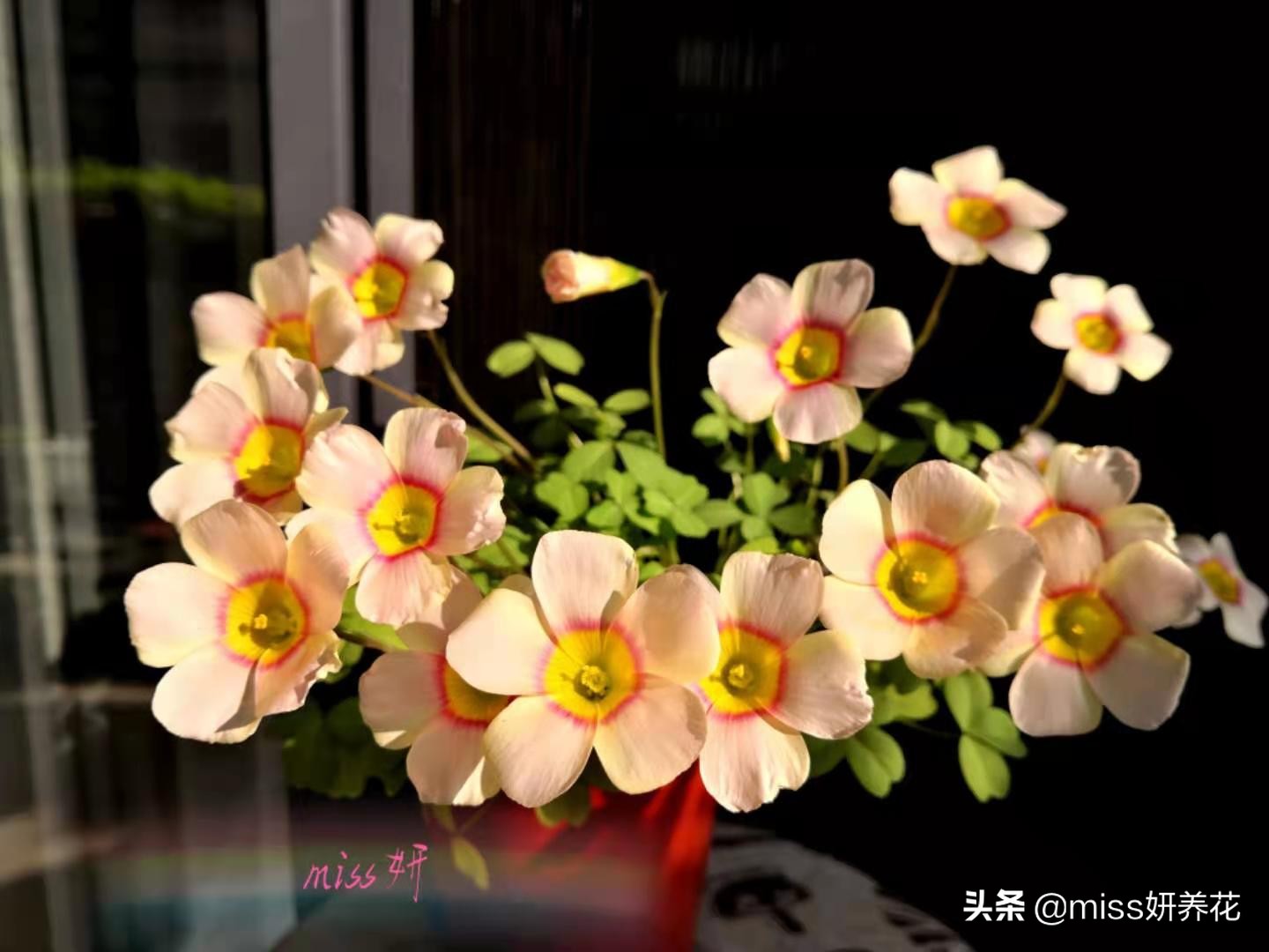 酢浆草种球品种图鉴大全,酢浆草种球品种图鉴