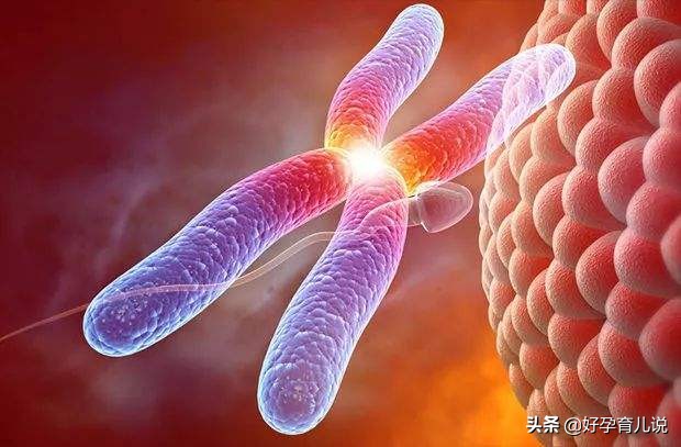 胎儿的性别在一开始就决定了吗,胎儿性别是早就决定了吗