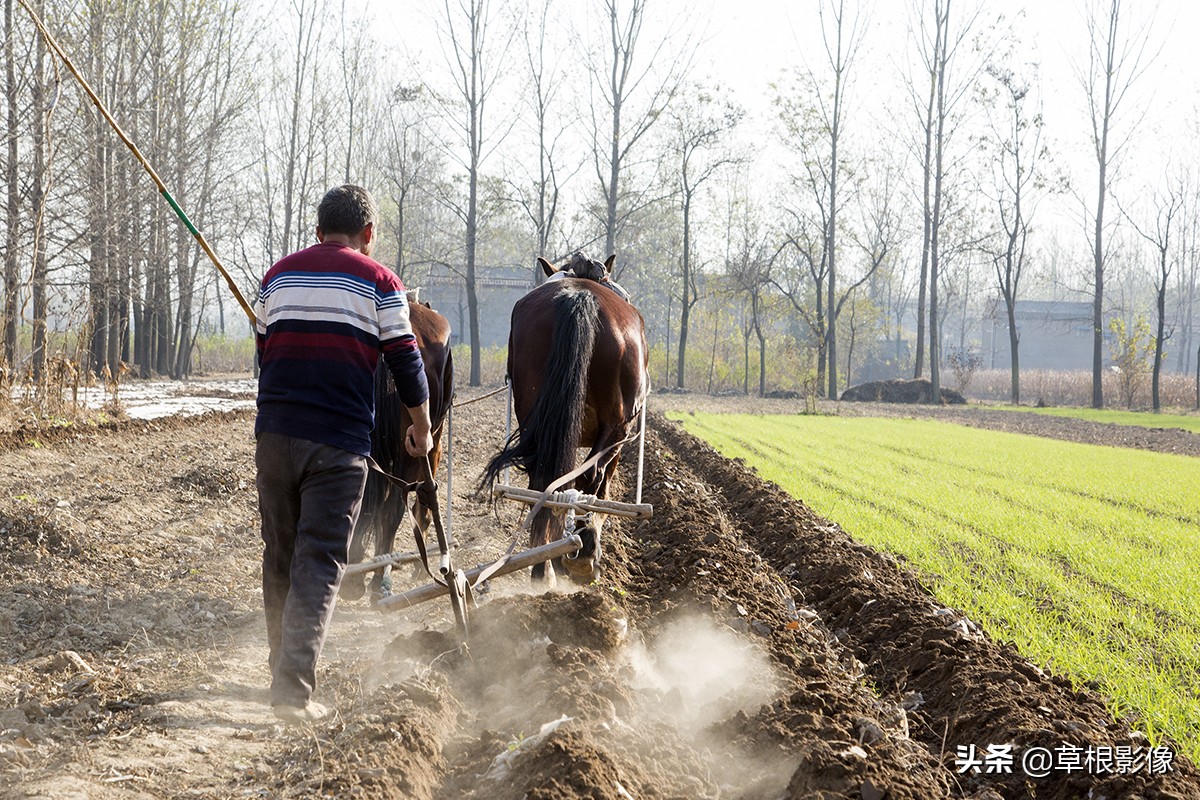 农村大叔擅长养马，靠头脑灵活补贴家用，挣钱方式多样