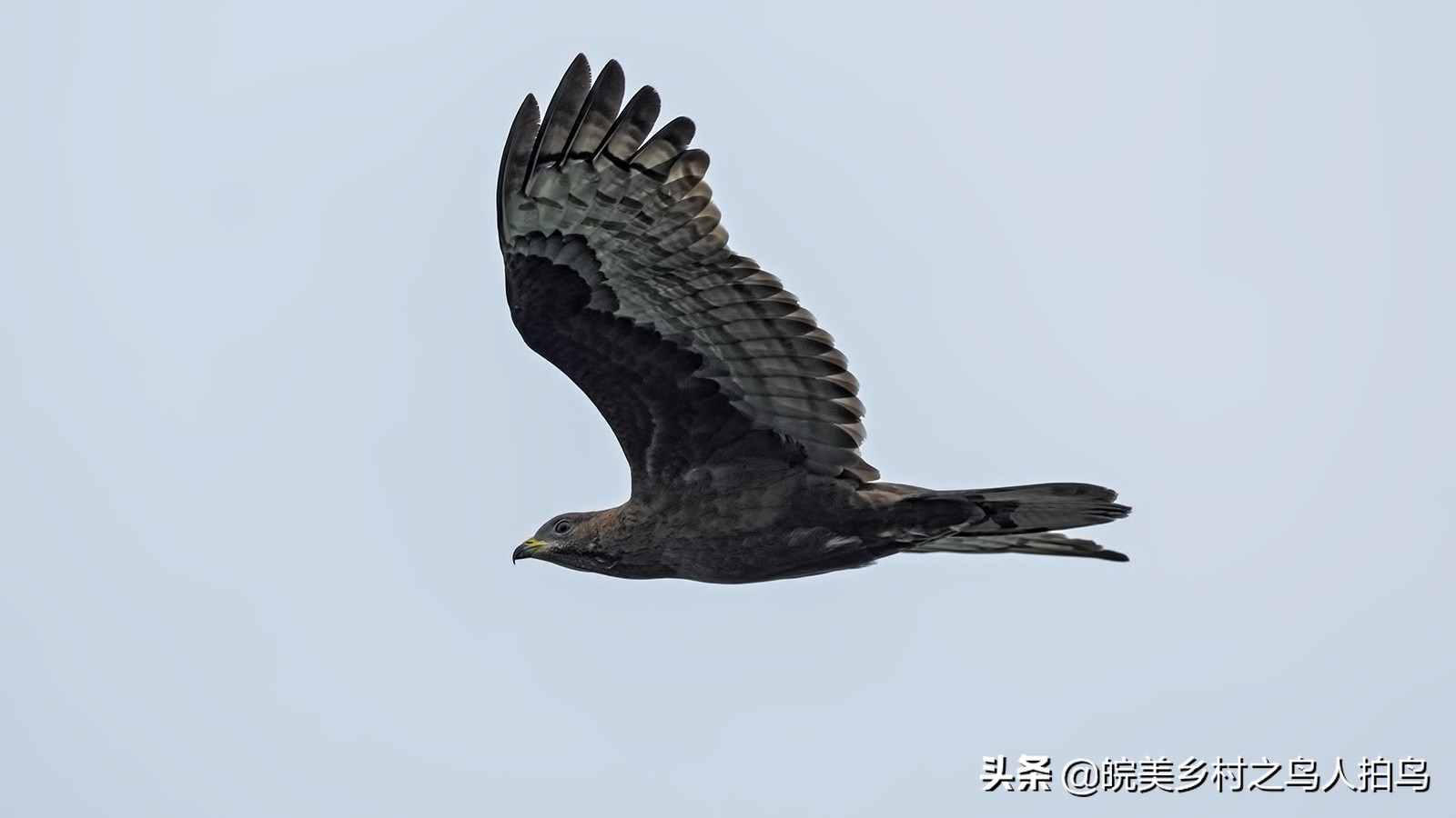 喜欢吃蜜蜂的鹰,吃蜂的鸟