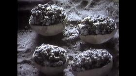 黑人跨入铁器时代的关键！揭秘两千年前的黑人冶铁术，包教不包会