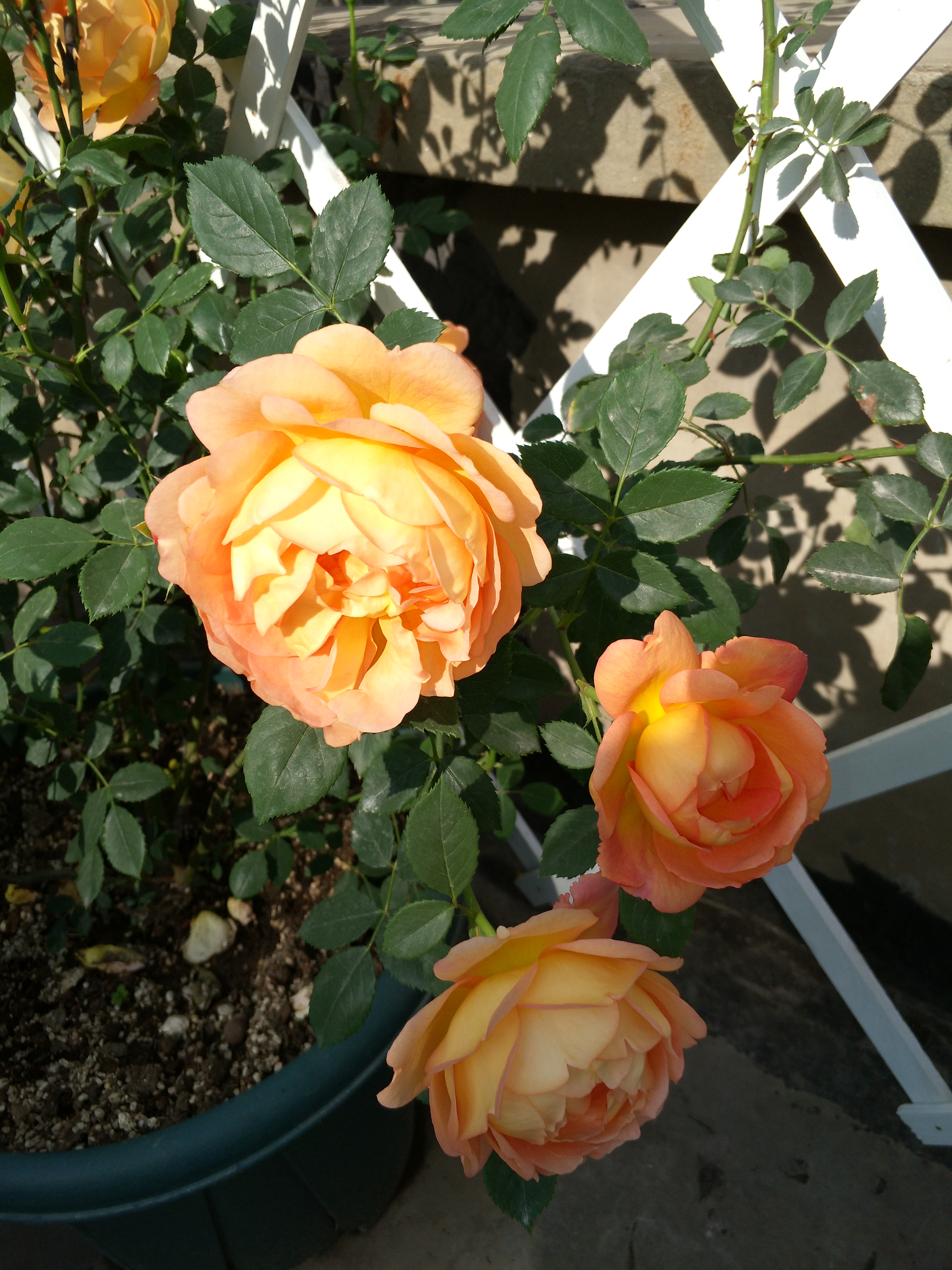 月季花黑斑病治疗的土方法,月季花黑斑病的预防方法