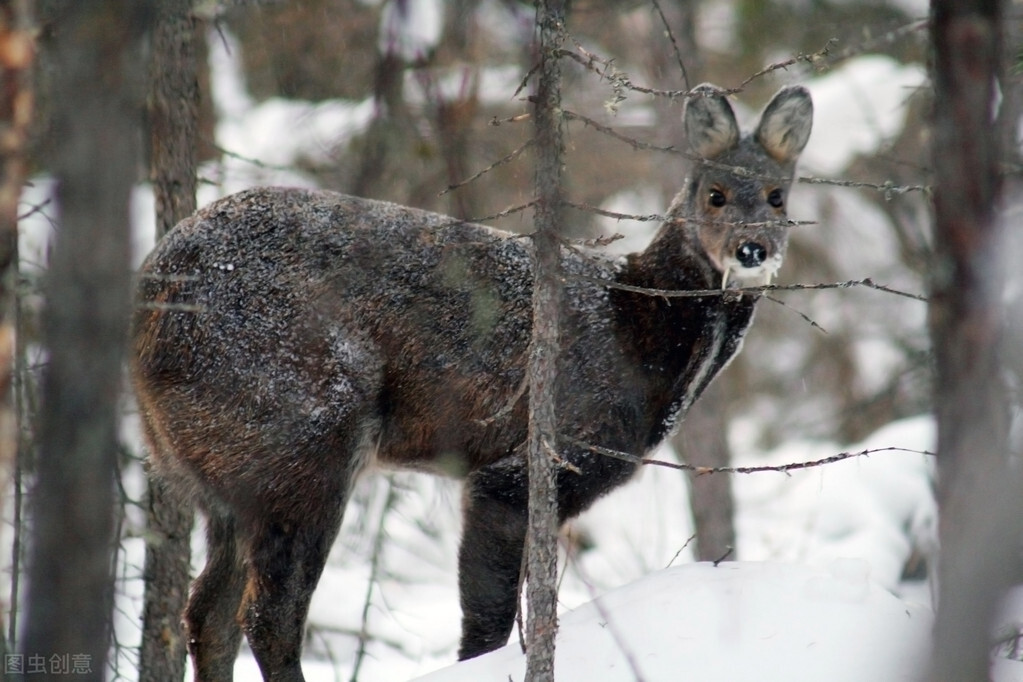 岂止片仔癀，盘点那些价格昂贵的中成药，简析为何难入寻常百姓家