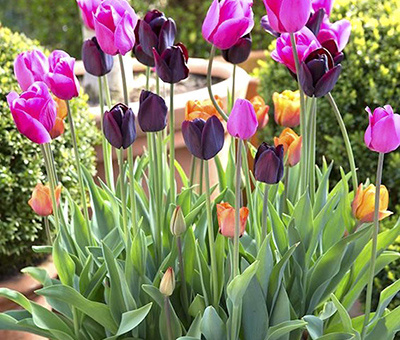 郁金香的种植方法和注意事项,郁金香的水培方法