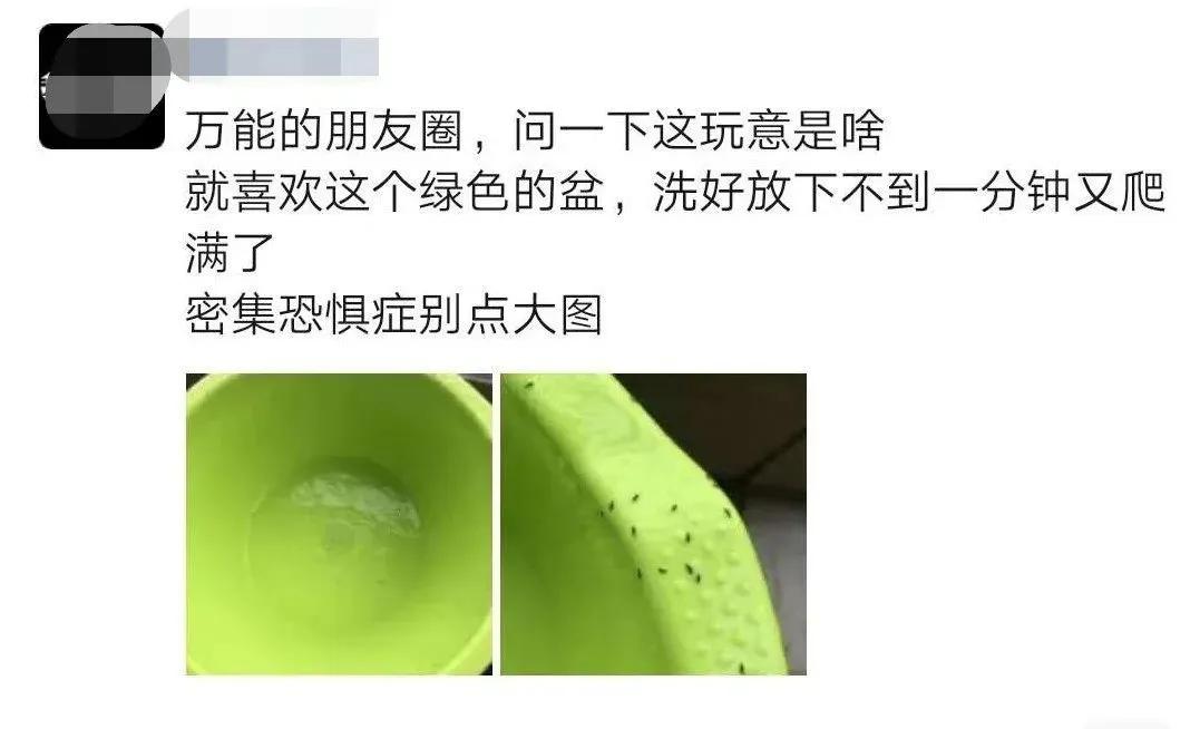 神秘小黑虫,芝麻大小的小黑虫咬人特别痒