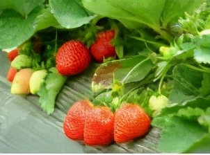 西昌冕宁酒店,冕宁灵山西康温泉酒店