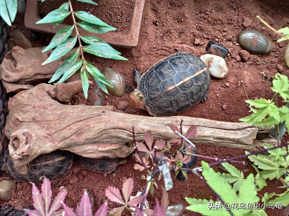 最常见的几种乌龟的品种,常见乌龟的种类及图片介绍