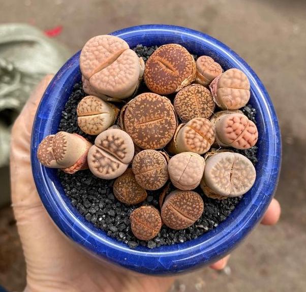 多肉生石花怎么移栽,生石花最好养的多肉