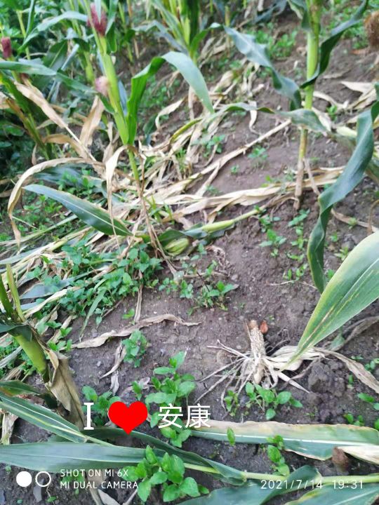 野猪该如何防范,野猪凶猛祸害庄稼村民无招咋办