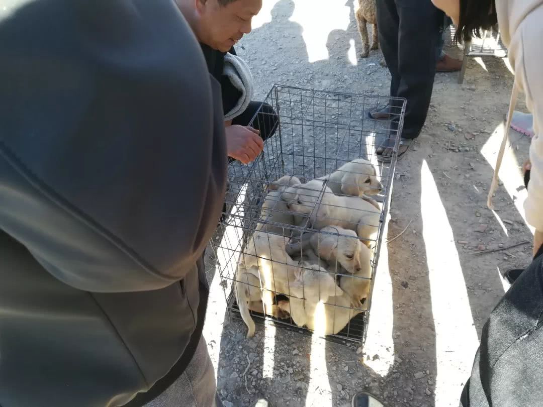 附近卖拉布拉多犬幼犬卖多少钱,狗市场幼犬拉布拉多出售