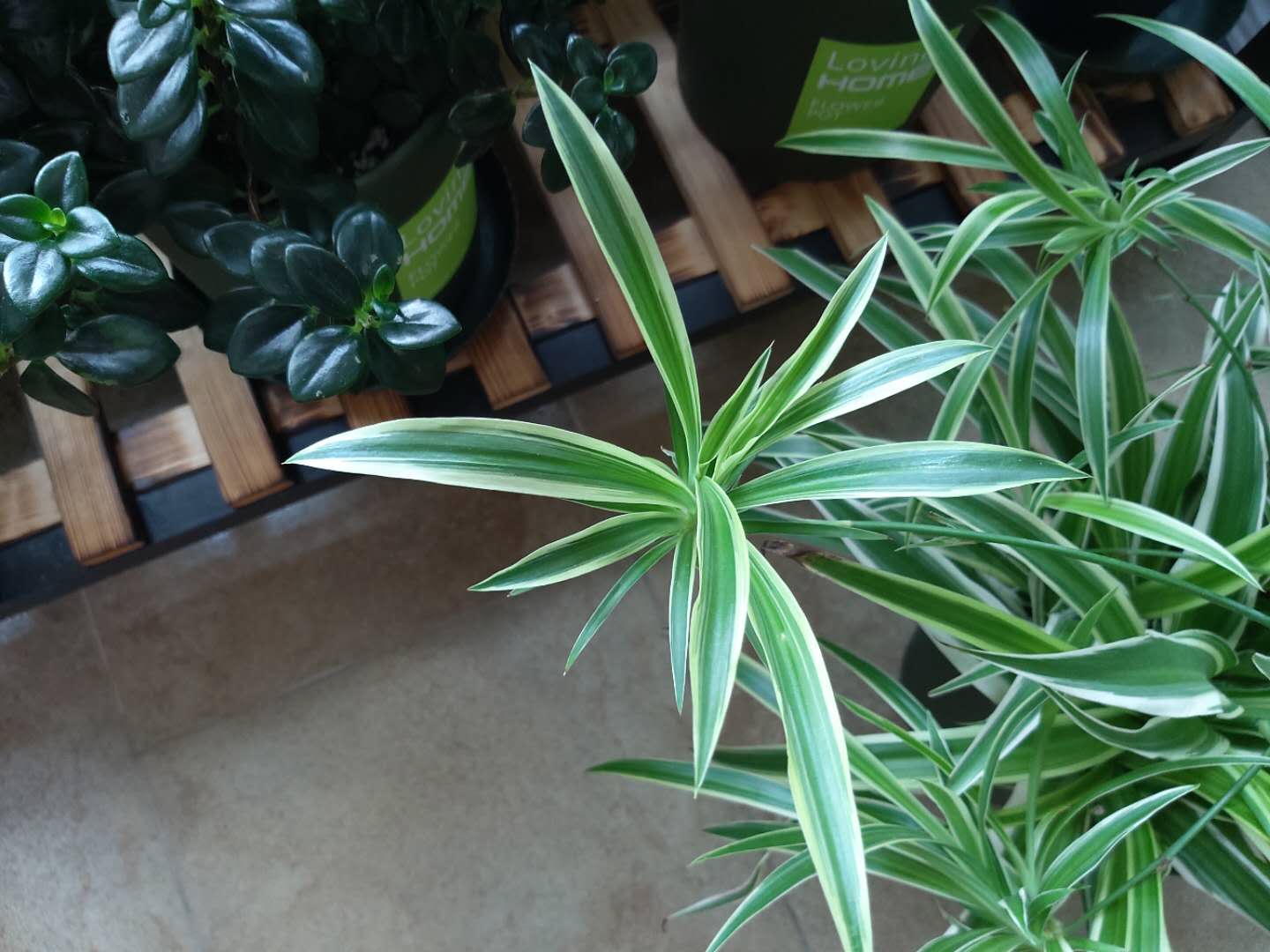 吊兰喜水还是怕水,吊兰怕水还是喜水