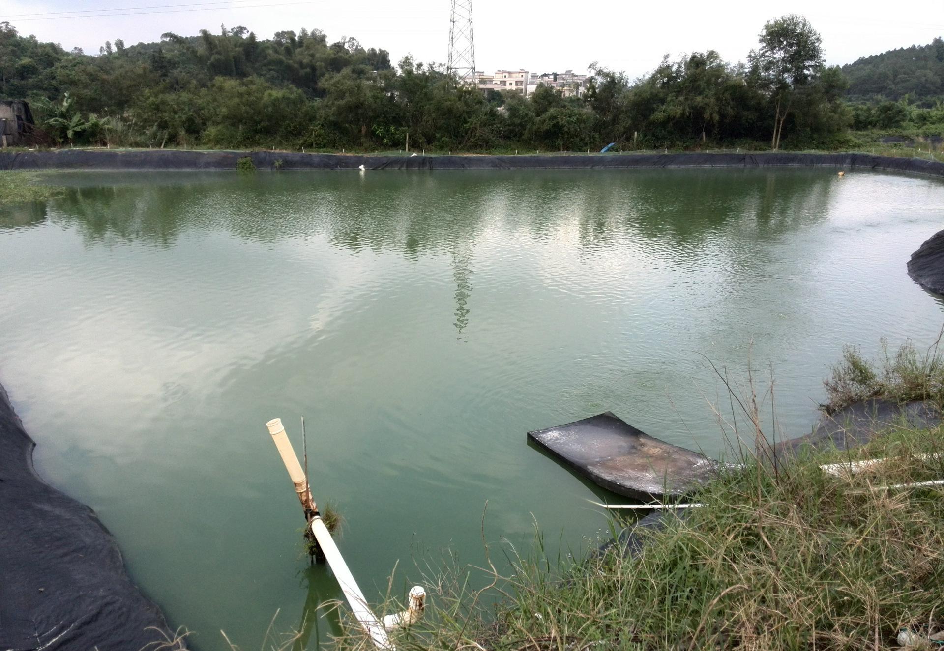 *疆新**男子沙漠5亩池塘养澳洲淡水虾，个头比手掌大，亩利润达万元